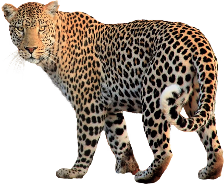 The brand's animal - unique like the Leopard.